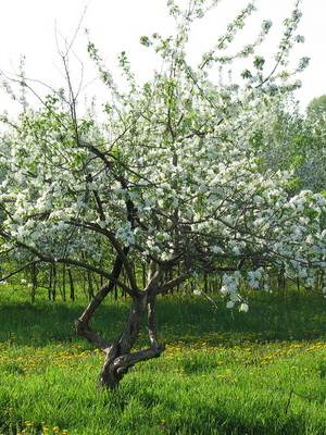 Decoratiuni de arbori de meri fotografie de soiuri, plantarea, îngrijirea și tăierea de soiuri decorative de mere de 