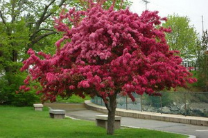 Decoratiuni de arbori de meri fotografie de soiuri, plantarea, îngrijirea și tăierea de soiuri decorative de mere de 