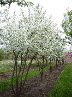 Decoratiuni de arbori de meri fotografie de soiuri, plantarea, îngrijirea și tăierea de soiuri decorative de mere de 