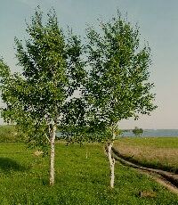 Дерева, види дерев