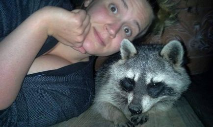 Raccoon kölyök meghalt az út mellett, és nem volt más választása, mint hogy megmentse őt - kedvenc