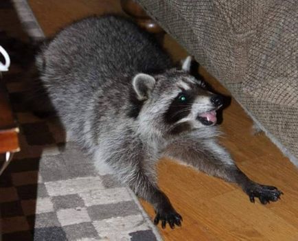 Raccoon kölyök meghalt az út mellett, és nem volt más választása, mint hogy megmentse őt - kedvenc