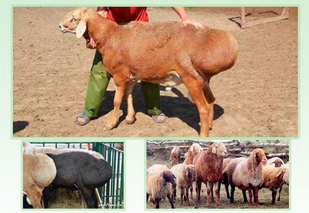 Едільбаєвськая порода овець опис, розведення і утримання