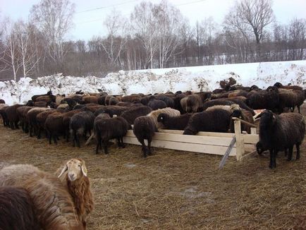 Едільбаєвськая вівці з казахстана опис породи, характеристика, особливості змісту і