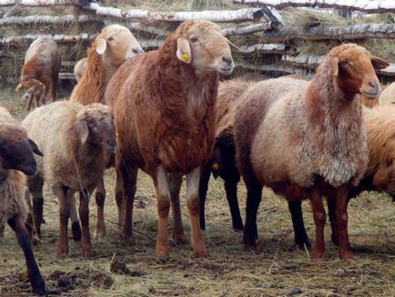 Едільбаєвськая вівці з казахстана опис породи, характеристика, особливості змісту і