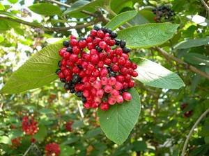 Enciclopedia de plante de viburnum