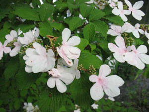 Enciclopedia de plante de viburnum