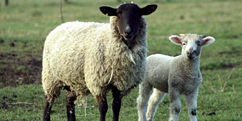 Ferma din Aedilbay din Moscova este cultivată, reprodusă, vândută toate ovinele și oile