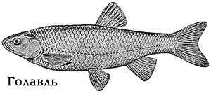 Fishinginfo a ichthyology