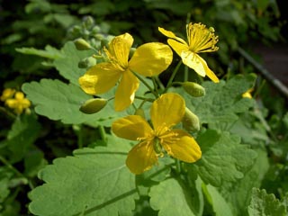 Phytopreparații pentru tratamentul adenomului prostatic