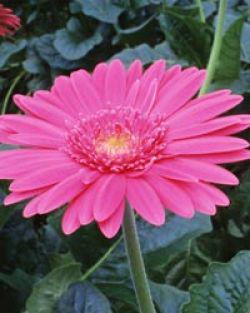 Gerrbera - Transvaal Gerrbera - Transvaal