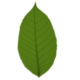 Hevea producător brazilian de latex natural pentru bile de aer