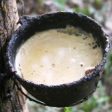 Hevea producător brazilian de latex natural pentru bile de aer