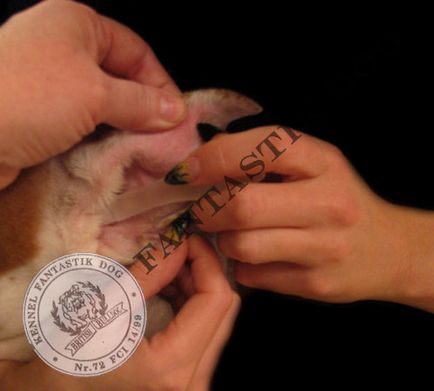 Higiéniai angol bulldog (Bulldog) Angol bulldog Egészségügyi