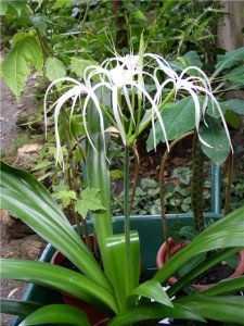 Hymenocallis otthoni gondozást