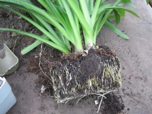 Hymenocallis otthoni gondozást