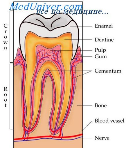 Гіперемія пульпи зуба
