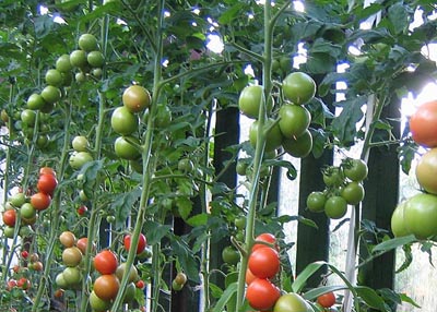 Головні помилки при вирощуванні помідорів