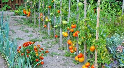 Головні помилки при вирощуванні помідорів