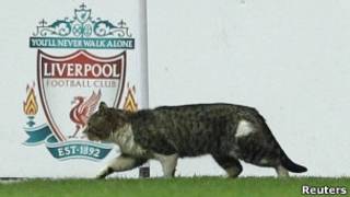 Eroul principal al meciului Liverpool - Tottenham a devenit un serviciu rusesc de pisici
