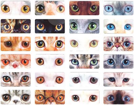 Очі кішки, tassel magic