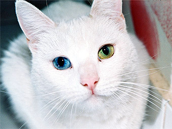 Очі кішки, tassel magic