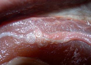Worms (bélférgek) halakban, vörös férgek