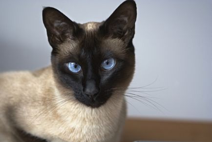 Kék szemű macska Siam - háziállat