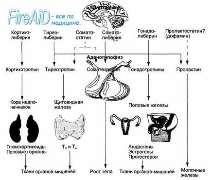 Hormonii de adenohypofiză și efectele lor în organism