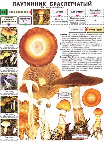 Gomba Cortinarius - fotó és leírás a típusok, mint amilyennek látszik