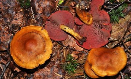 Gomba Cortinarius - fotó és leírás a típusok, mint amilyennek látszik