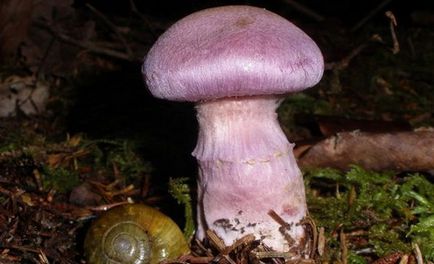 Gomba Cortinarius - fotó és leírás a típusok, mint amilyennek látszik