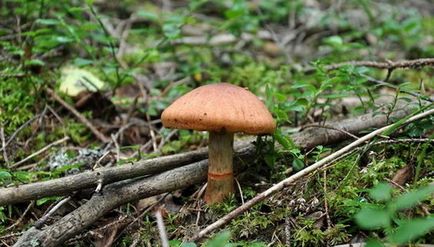 Gomba Cortinarius - fotó és leírás a típusok, mint amilyennek látszik