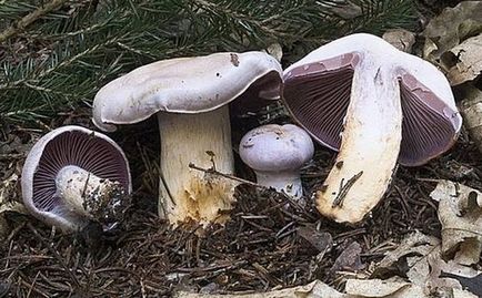 Gomba Cortinarius - fotó és leírás a típusok, mint amilyennek látszik