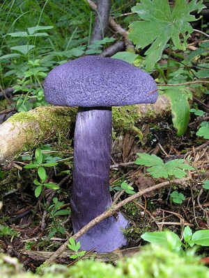 Cortinarius gombák és fajták