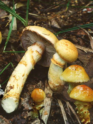 Ciupercile de păianjen și varietățile lor (ciupercă lamelară) Ciupercile de păianjen și varietățile lor