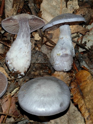 Cortinarius гъбички и техните разновидности