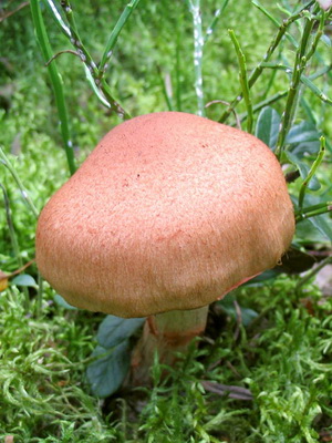 Gomba Cortinarius és fotó Cortinarius piros és más