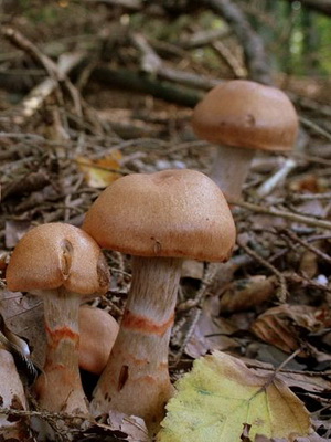 Gomba Cortinarius és fotó Cortinarius piros és más