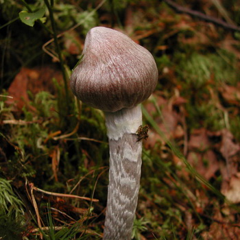 Gomba Cortinarius és fotó Cortinarius piros és más