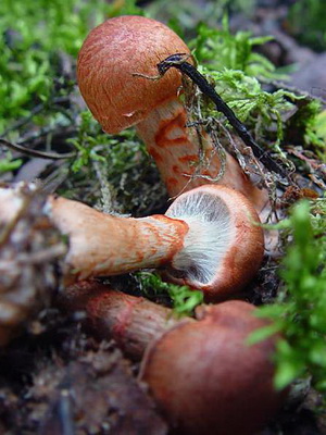 Gomba Cortinarius és fotó Cortinarius piros és más