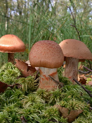 Gomba Cortinarius és fotó Cortinarius piros és más