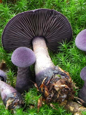 Gomba Cortinarius és fotó Cortinarius piros és más