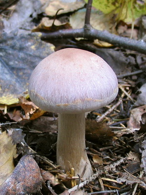 Gomba Cortinarius és fotó Cortinarius piros és más