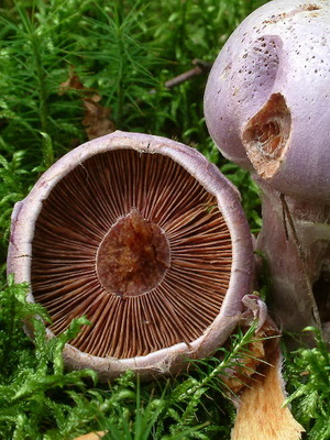 Gomba Cortinarius és fotó Cortinarius piros és más