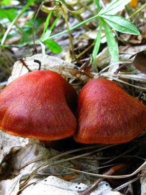 Gomba Cortinarius és fotó Cortinarius piros és más