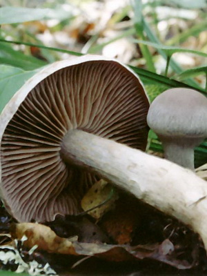 Gomba Cortinarius és fotó Cortinarius piros és más