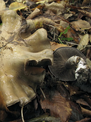 Gomba Cortinarius és fotó Cortinarius piros és más