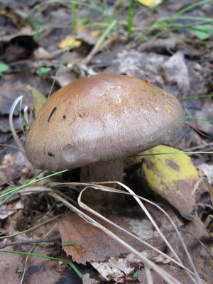 Gomba Cortinarius és fotó Cortinarius piros és más