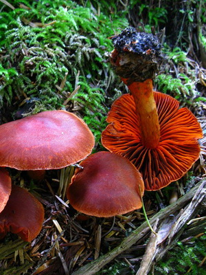 Gomba Cortinarius és fotó Cortinarius piros és más